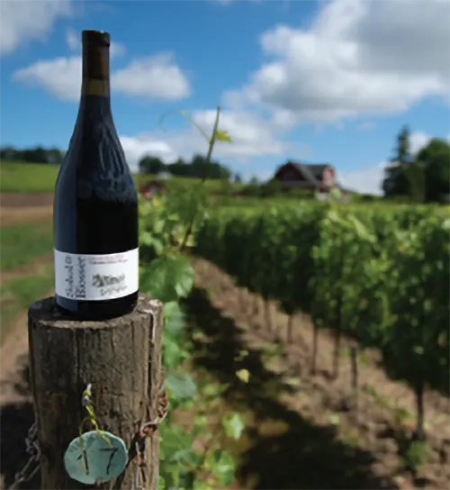 Sokol Blosser wine bottle in the vineyard