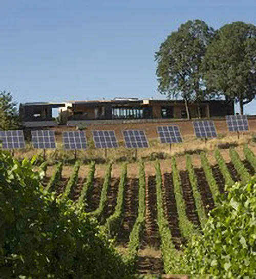 Sokol Blosser vineyard